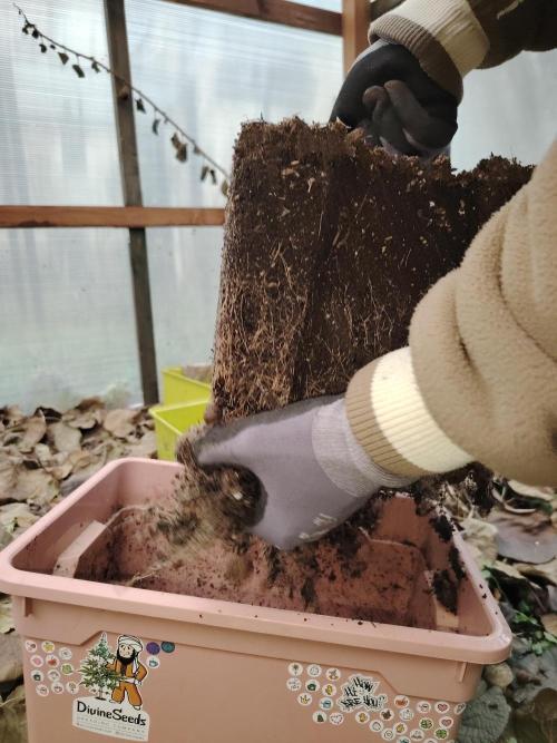 Auto AK-47 XL Divine Seeds. Week 13