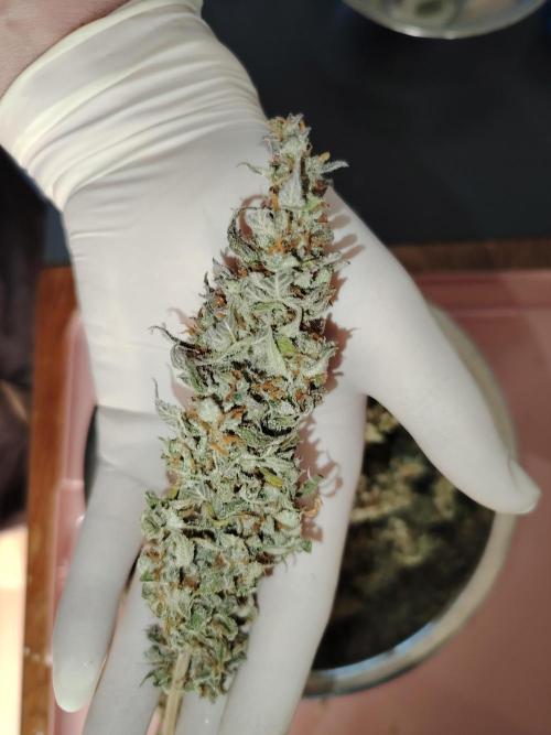 Auto AK-47 XL Divine Seeds. Week 13