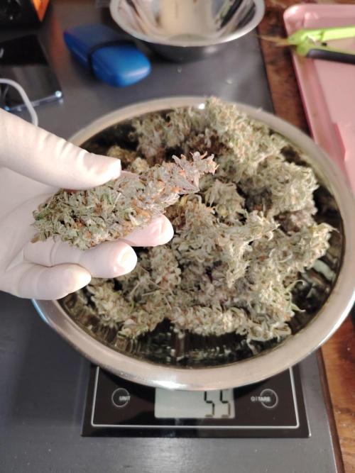 Auto AK-47 XL Divine Seeds. Week 13