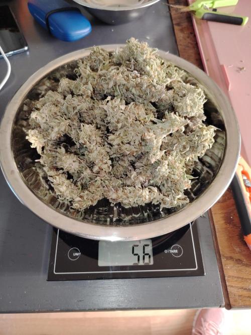 Auto AK-47 XL Divine Seeds. Week 13 - 56 Gramm nach dem Trocknen