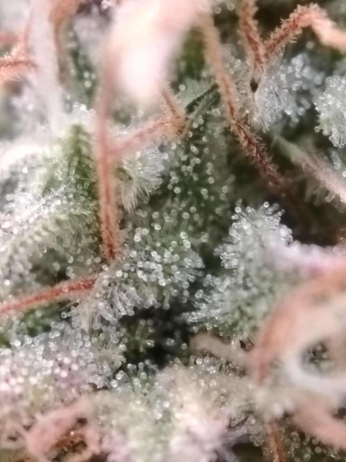 Green Cure CBD F1 Hybrid Auto Zamnesia. Week 13 - Tag 92