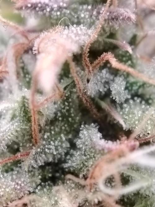 Green Cure CBD F1 Hybrid Auto Zamnesia. Week 13 - Tag 92