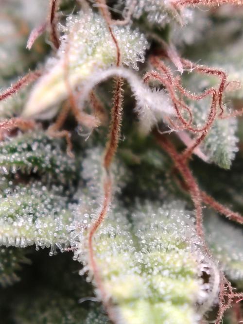 Green Cure CBD F1 Hybrid Auto Zamnesia. Week 13 - Tag 92