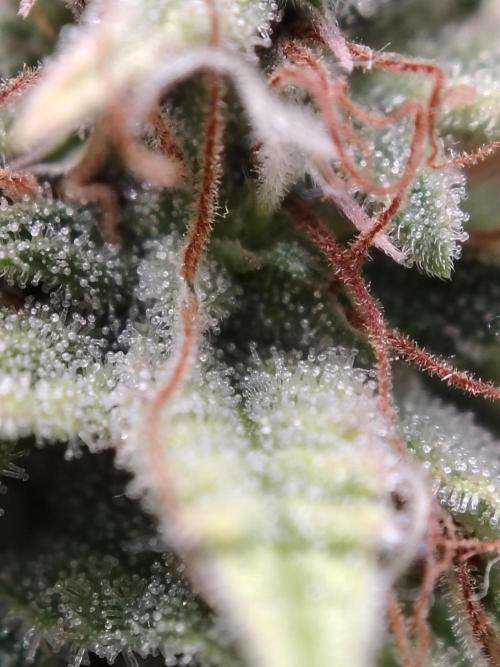 Green Cure CBD F1 Hybrid Auto Zamnesia. Week 13 - Tag 92