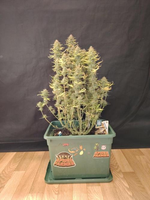 Green Cure CBD F1 Hybrid Auto Zamnesia. Week 13 - Tag 92