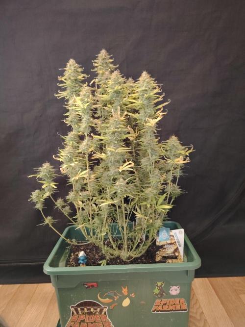 Green Cure CBD F1 Hybrid Auto Zamnesia. Week 13 - Tag 92