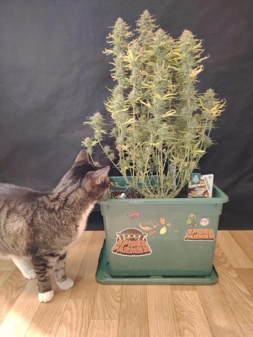 Green Cure CBD F1 Hybrid Auto Zamnesia. Week 13 - Tag 92