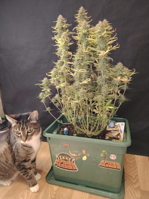 Green Cure CBD F1 Hybrid Auto Zamnesia. Week 13 - Tag 92