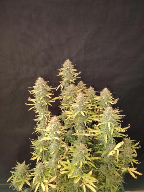 Green Cure CBD F1 Hybrid Auto Zamnesia. Week 13 - Tag 92