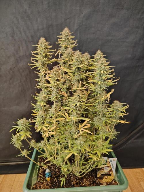 Green Cure CBD F1 Hybrid Auto Zamnesia. Week 13 - Tag 92