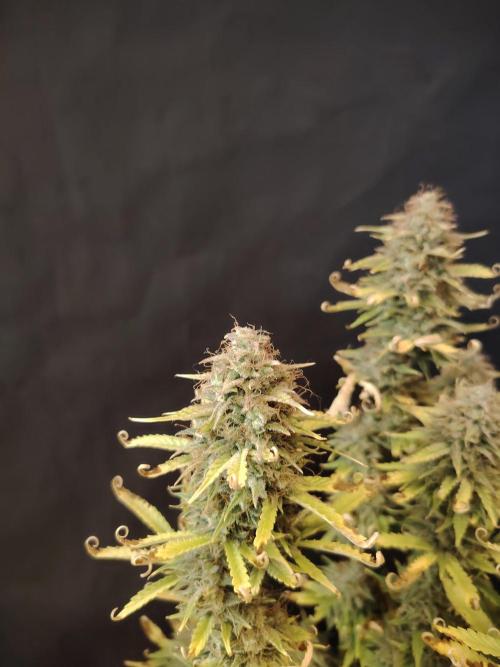 Green Cure CBD F1 Hybrid Auto Zamnesia. Week 13 - Tag 92
