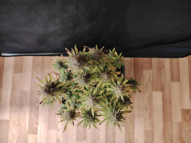 Green Cure CBD F1 Hybrid Auto Zamnesia. Week 13 - Tag 92