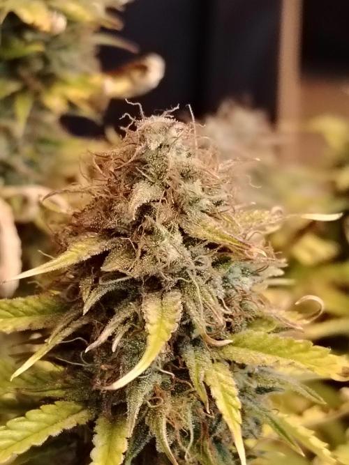 Green Cure CBD F1 Hybrid Auto Zamnesia. Week 13 - Tag 92