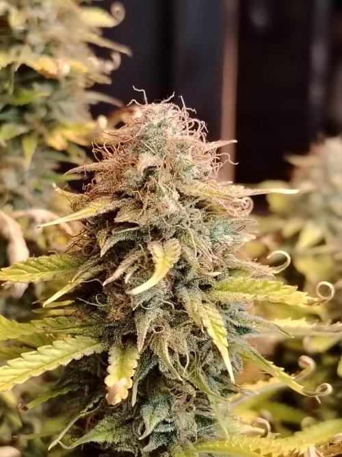 Green Cure CBD F1 Hybrid Auto Zamnesia. Week 13 - Tag 92