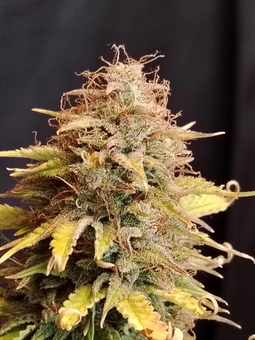 Green Cure CBD F1 Hybrid Auto Zamnesia. Week 13 - Tag 92
