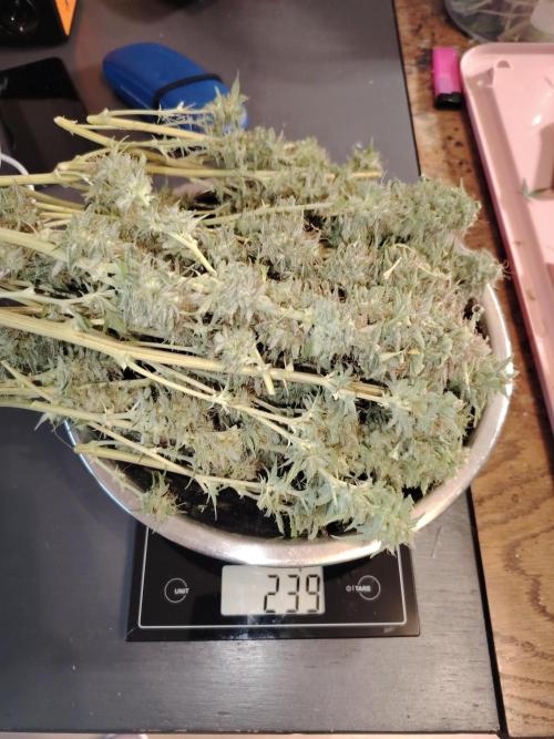 Green Cure CBD F1 Hybrid Auto Zamnesia. Week 13 - Tag 92