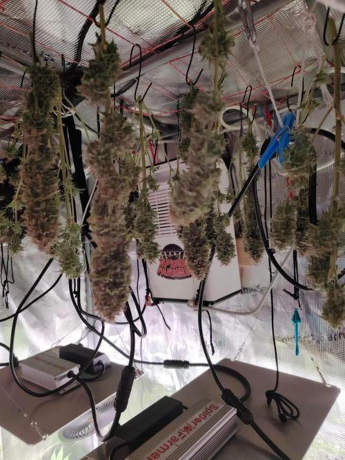 Green Cure CBD F1 Hybrid Auto Zamnesia. Week 13 - Tag 92