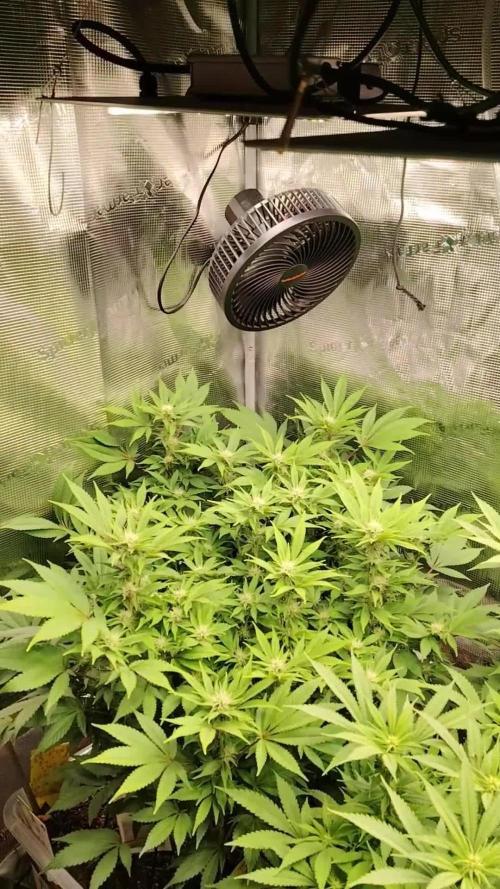 Green Cure CBD F1 Hybrid Auto Zamnesia