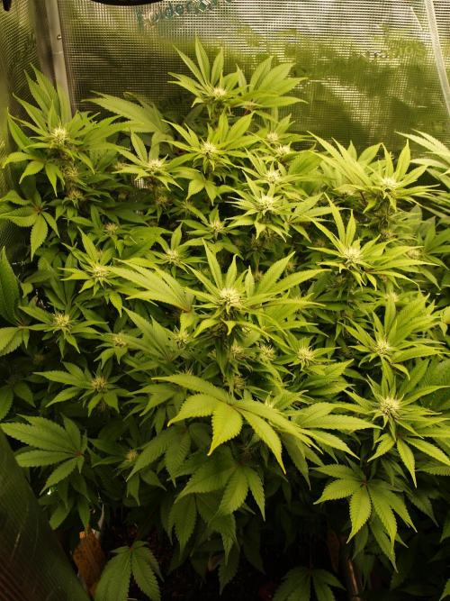 White Rhino From Zamnesia zweite Runde. Week 13 - Tag 93