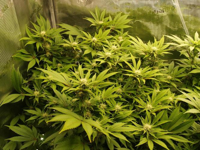 White Rhino From Zamnesia zweite Runde. Week 13 - Tag 93