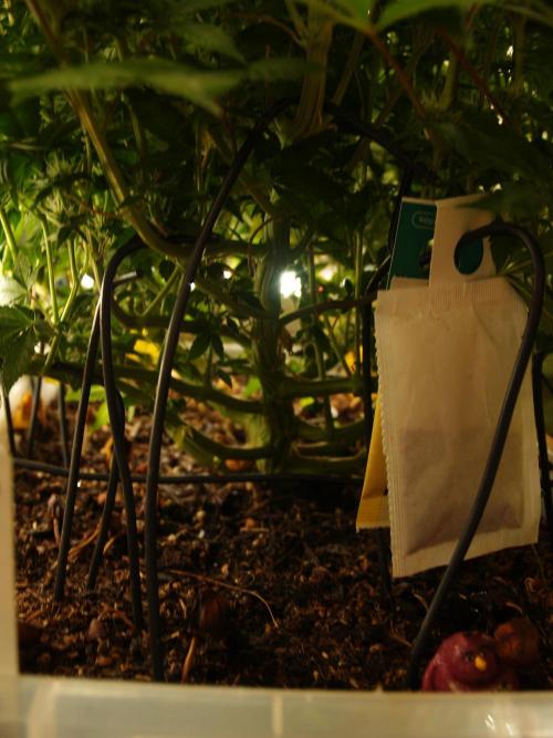 White Rhino From Zamnesia zweite Runde. Week 13 - Tag 93