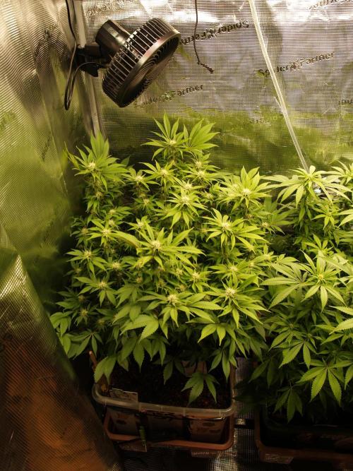 White Rhino From Zamnesia zweite Runde. Week 13 - Tag 93