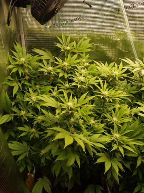 White Rhino From Zamnesia zweite Runde. Week 13 - Tag 93