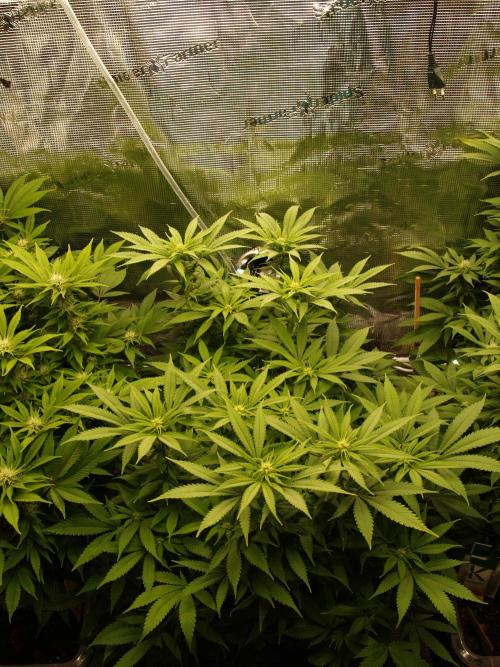 Eleven Roses Klon zur Blüte. Week 15 - Tag 102