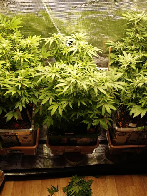 Eleven Roses Klon zur Blüte. Week 15 - Tag 102