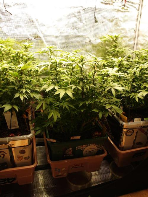 Eleven Roses Klon zur Blüte. Week 15 - Tag 102