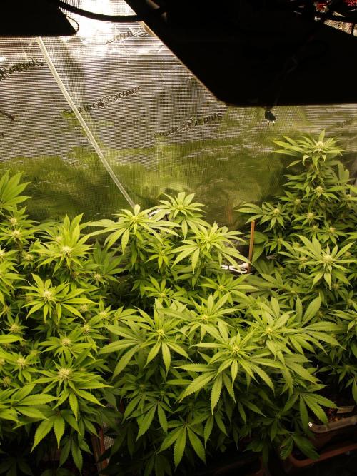 Eleven Roses Klon zur Blüte 2. Week 15 - Tag 102