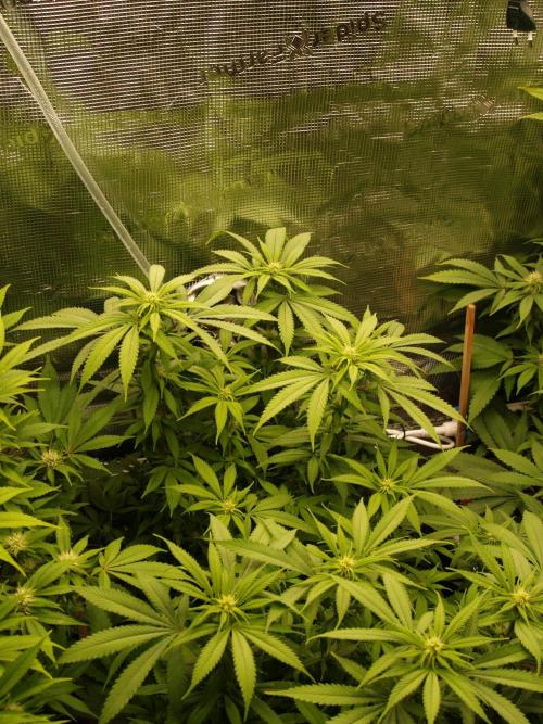 Eleven Roses Klon zur Blüte 2. Week 15 - Tag 102