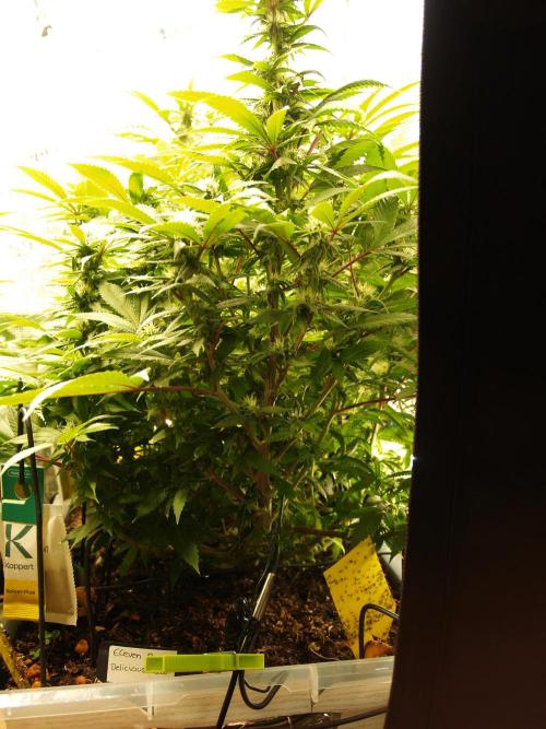 Eleven Roses. Week 17 - Tag 123