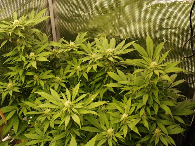 Eleven Roses. Week 17 - Tag 123