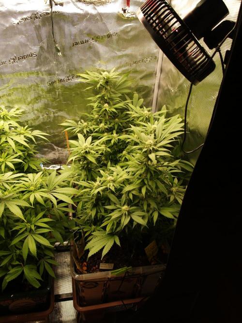 Eleven Roses. Week 17 - Tag 123