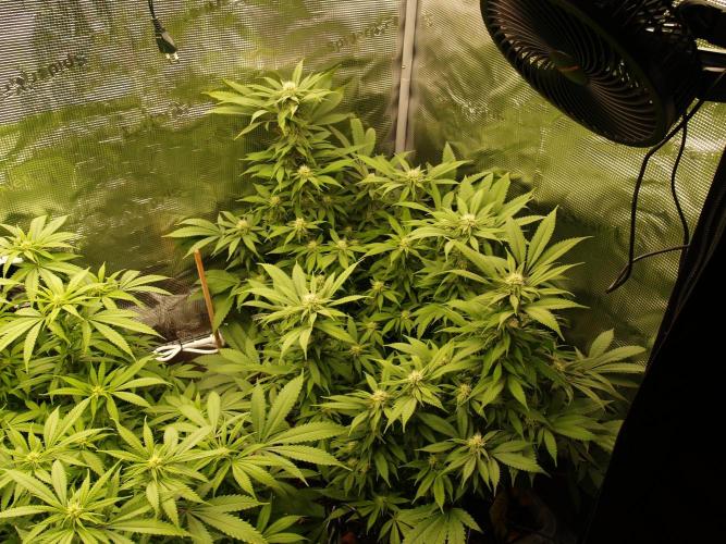 Eleven Roses. Week 17 - Tag 123