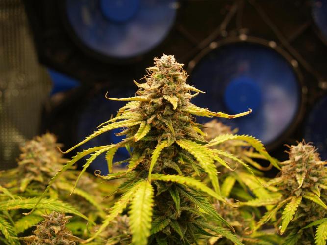 GMO Cookies Auto from Zamnesia. Week 13 - Tag 93