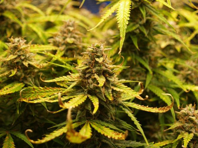 GMO Cookies Auto from Zamnesia. Week 13 - Tag 93