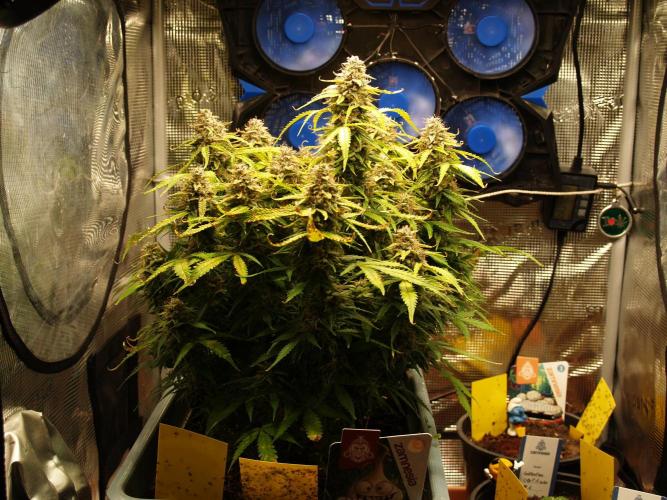 GMO Cookies Auto from Zamnesia. Week 13 - Tag 93