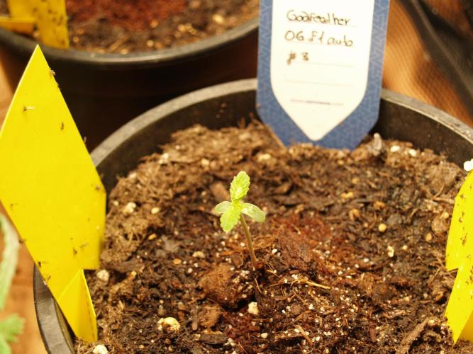 Godfeather OG F1 #3. Week 0 - Tag 7