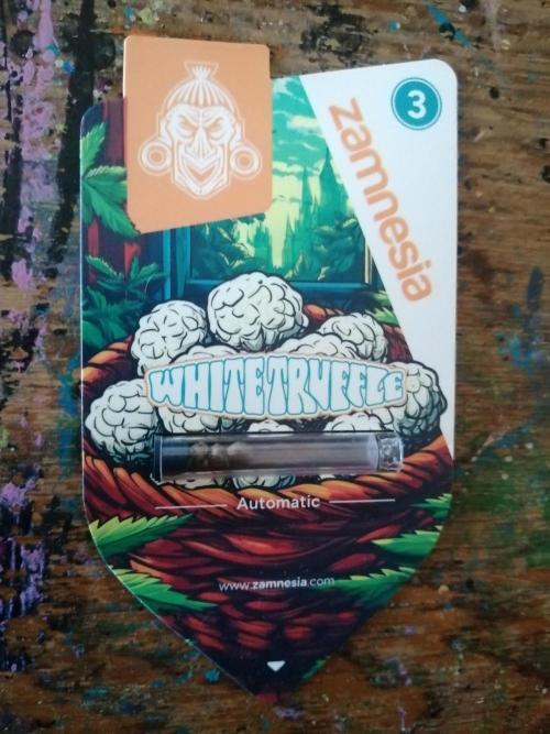 White Truffle Indoor 2025. Week 0