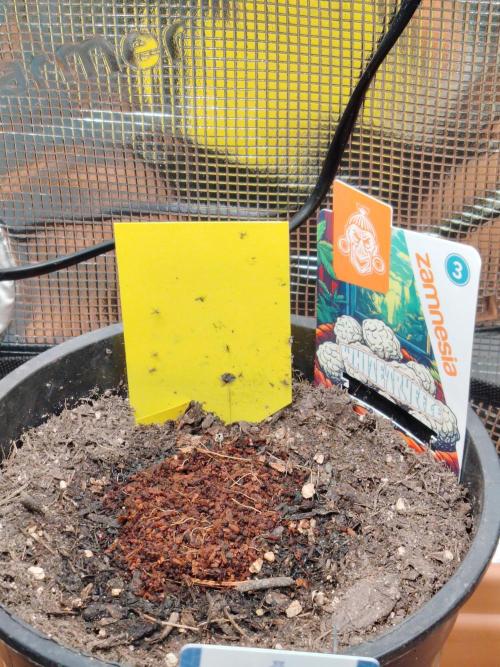 White Truffle Indoor 2025. Week 0 - 06/12/2025