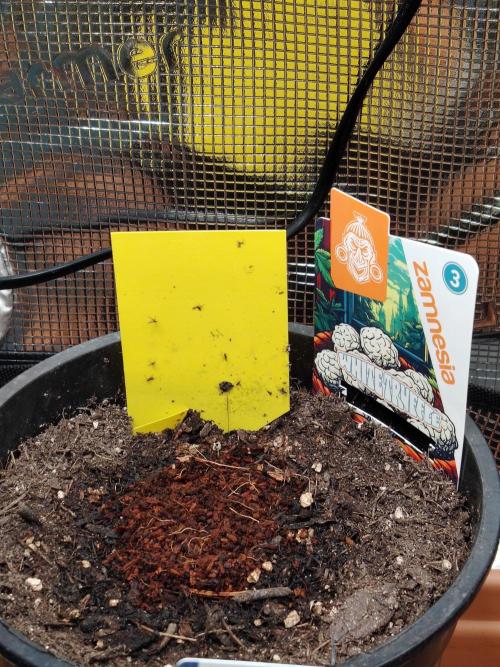 White Truffle Indoor 2025. Week 0 - 07/12/2025