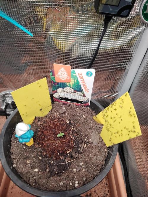 White Truffle Indoor 2025. Week 0 - Tag 1