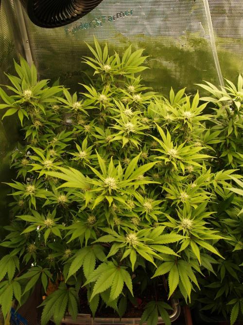 White Rhino From Zamnesia zweite Runde. Week 13 - Tag 95