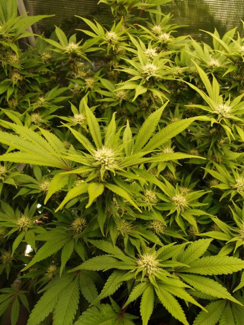 White Rhino From Zamnesia zweite Runde. Week 13 - Tag 95