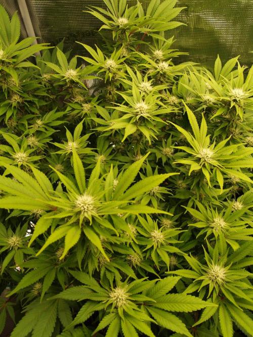 White Rhino From Zamnesia zweite Runde. Week 13 - Tag 95