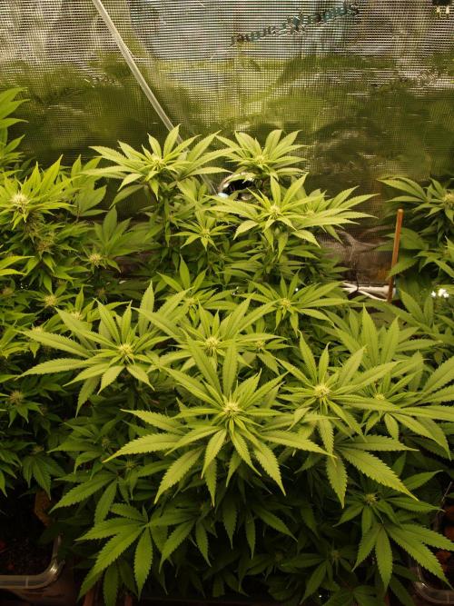 Eleven Roses Klon zur Blüte 2. Week 15 - Tag 104