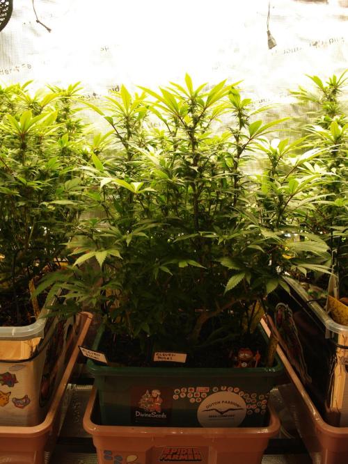 Eleven Roses Klon zur Blüte. Week 15