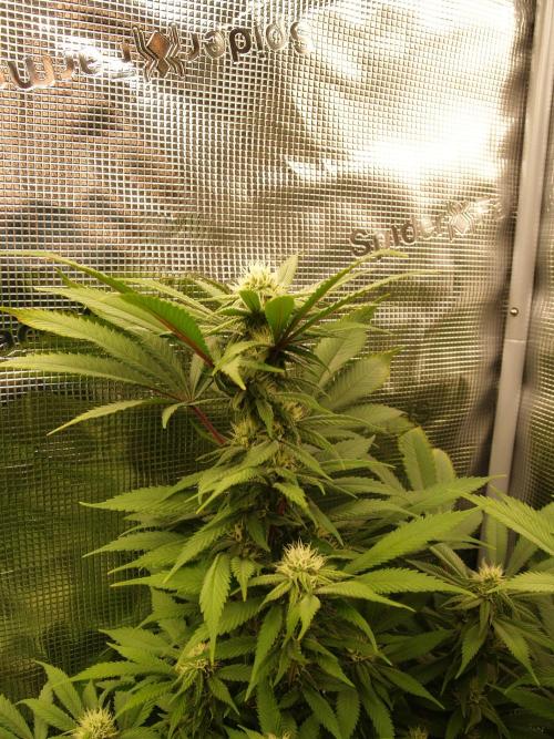 Eleven Roses. Week 17 - Tag 125